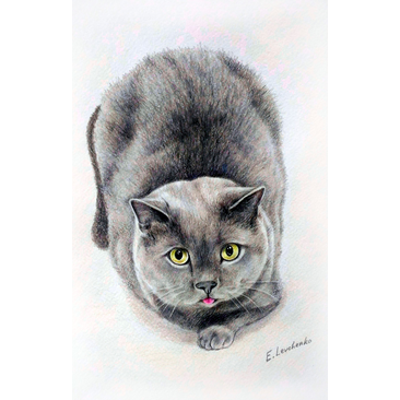 Gray cat 