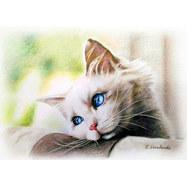 The blue-eyed cat
