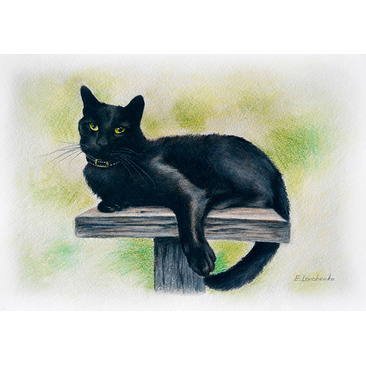 Julia's black cat