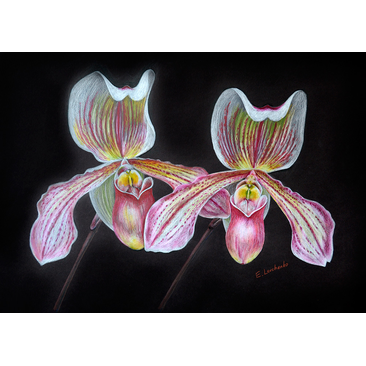 Orchids on the black background